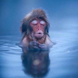 Meet your Posher, Steven